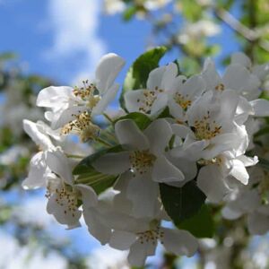 Malus × robusta 'Red Sentinel' 8-10 S